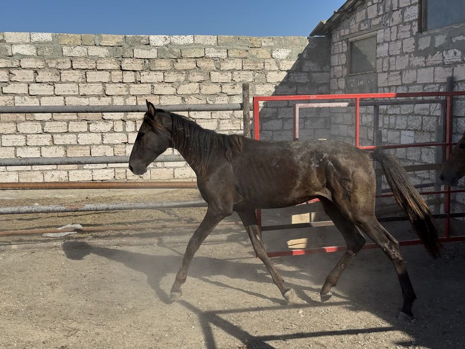 Тай сатылады