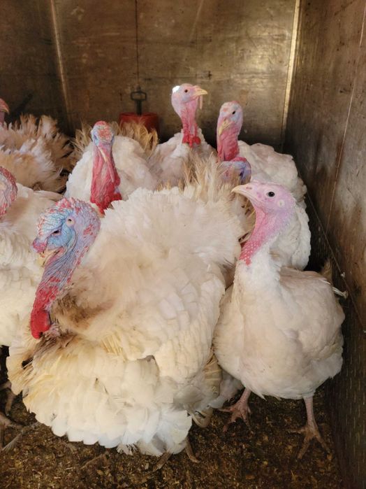 Curcani albi de carne/ pui de curca