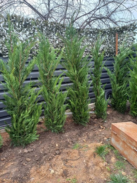 Leylandy cupressocyparis (tuia leylandii)