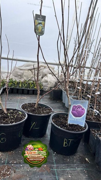 Магнолия специална селекция