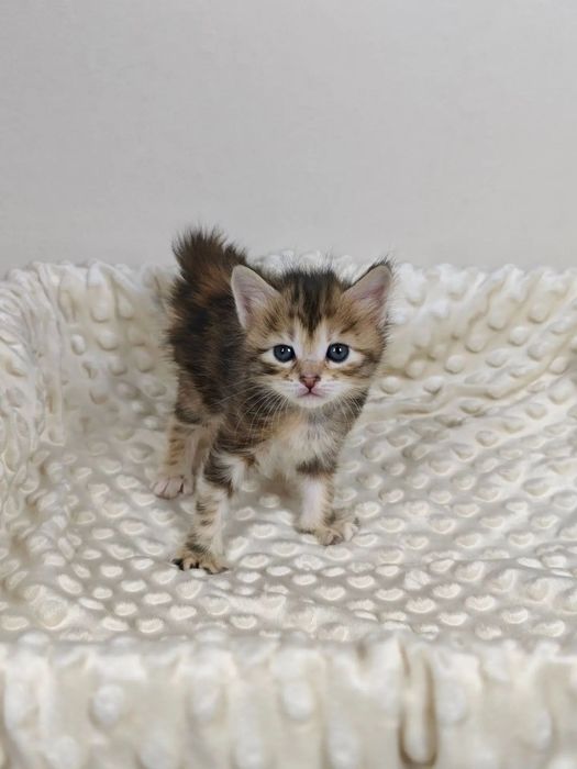 Кошечка курильский бобтейл