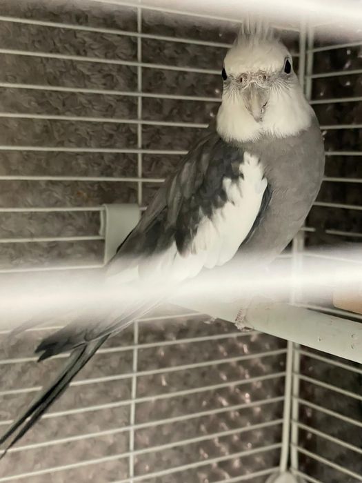 Продам парочку карел