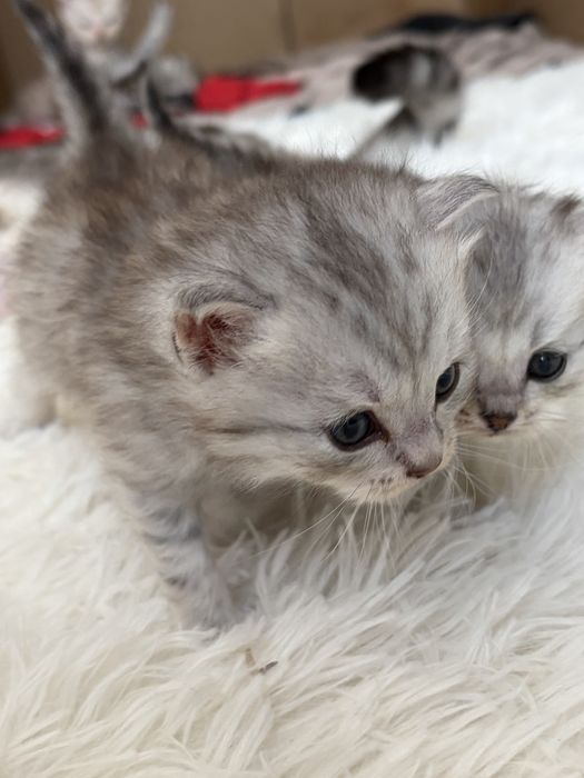 котята скоттиш страйт