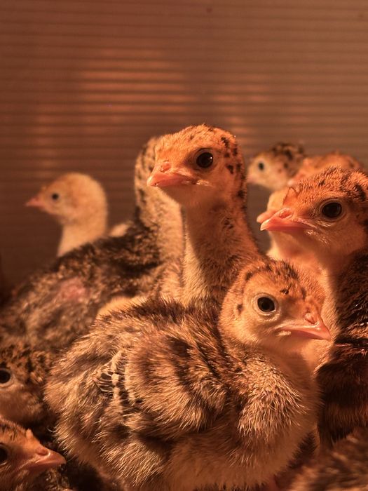 Продам индюшат (б\с) бронза утяж.