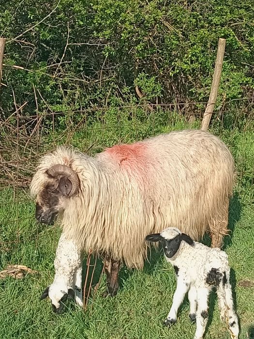 O oaie cu doi miei de vânzare Dârlos 0743809104 1.200 lei