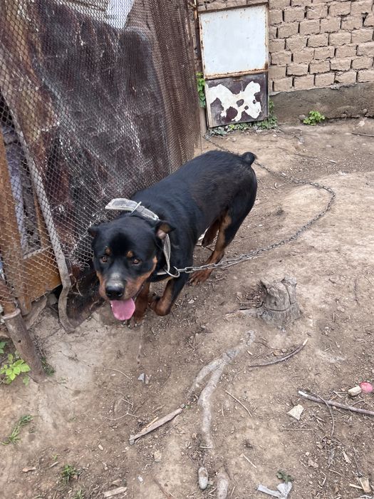 Срочна сотилади Rottweiler немецкая порода