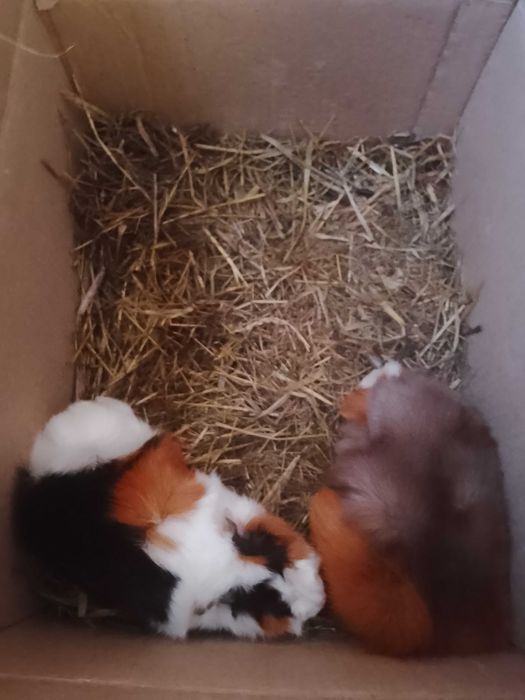 Продам перуанских морских свинок