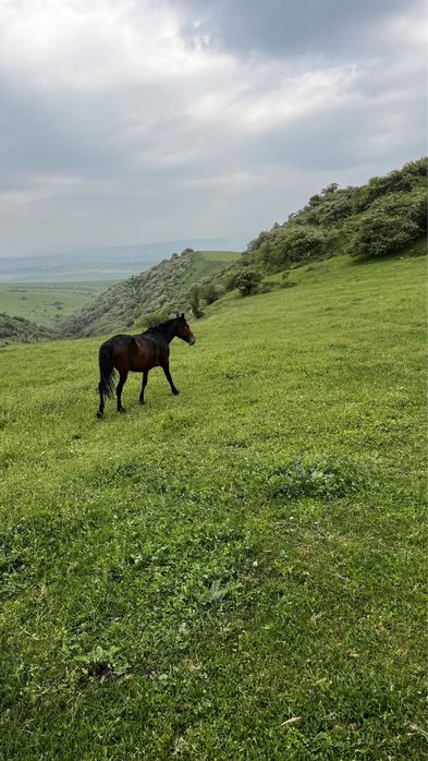 Аманат жылқы бағамыз