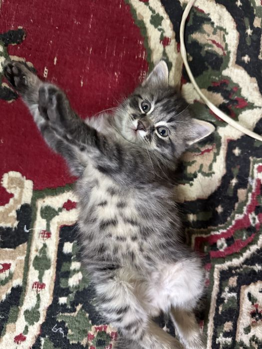 Продам котенка мальчик