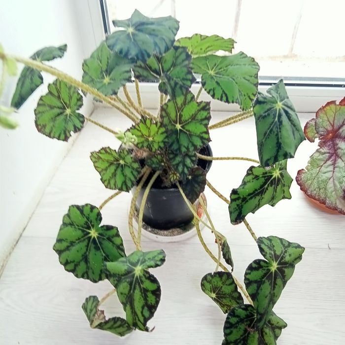 Бегонии декоративные лиственная