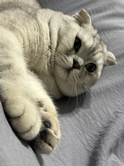 Britanski skotish fold, seribristiy okras 11 oylik mushuk sotiladi !