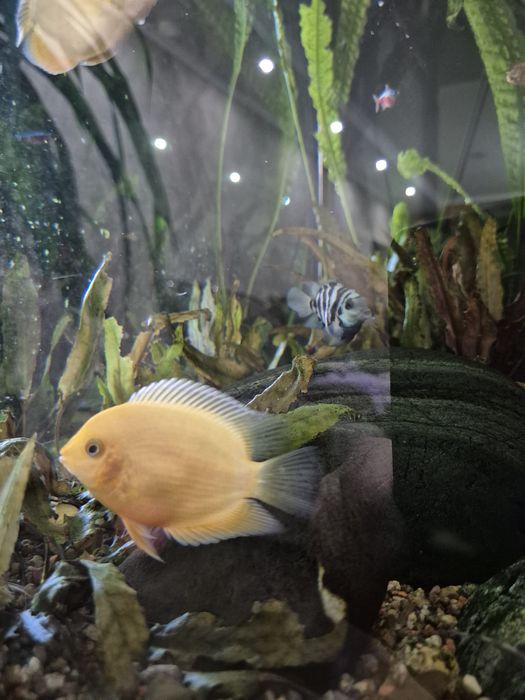 Северум красноточечный