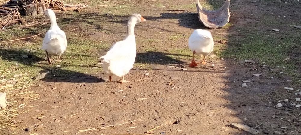 Продаю Гуси линда