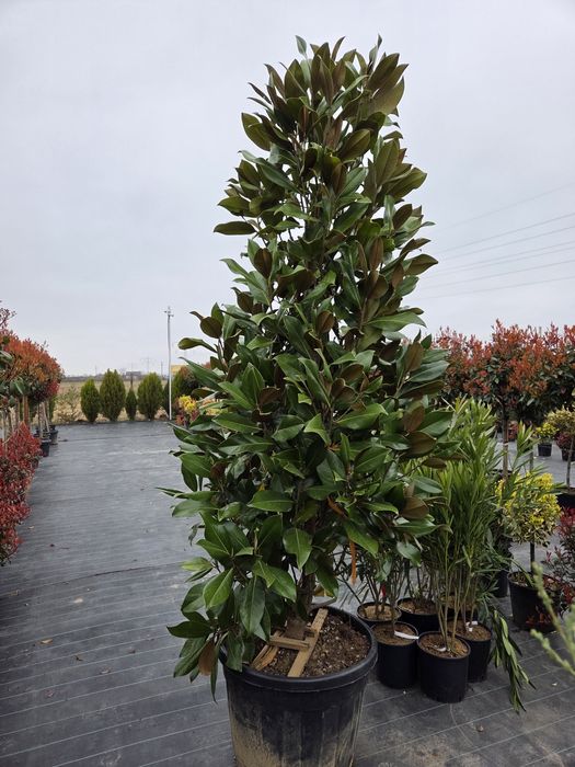 Vindem Mesteacan Alb 3-6 m