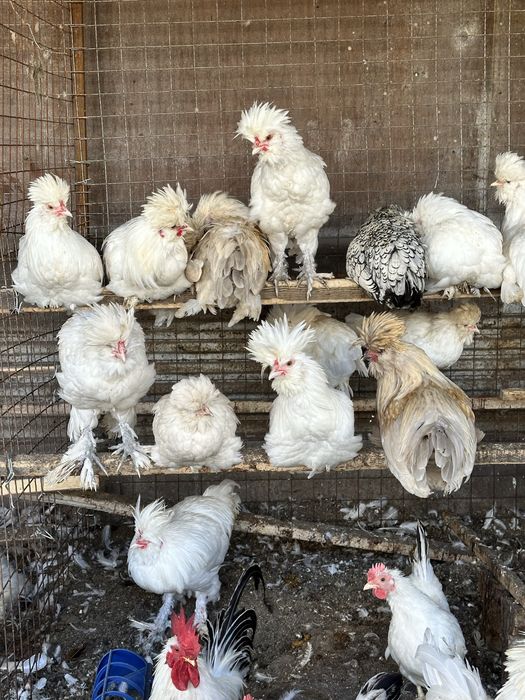 Продам кур декоративных пород.