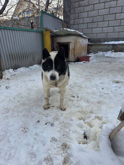 Отдаем щинка в добрые руки