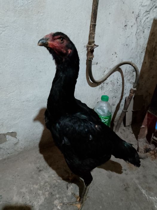 Дакан шоже мекен ганой