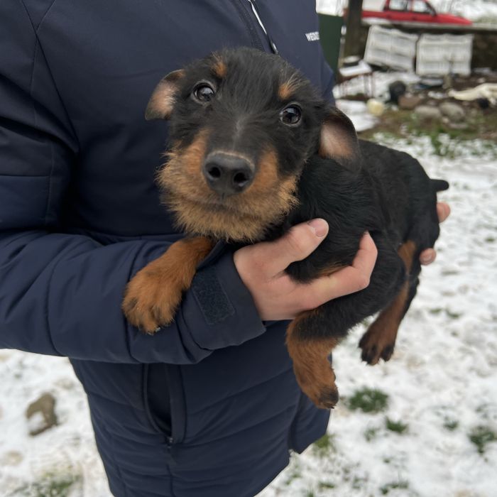 Vand catei jaggterier