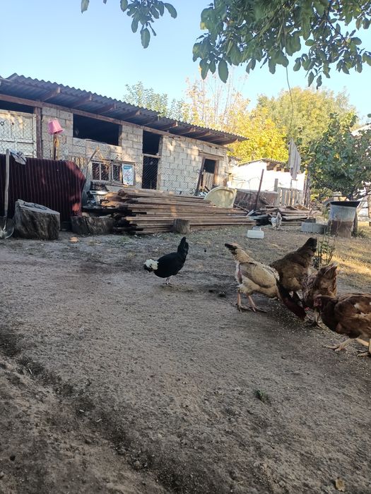 продам  голландскую белохохлую курочку