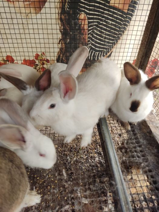 Продавам зайци за разплод или за консумация