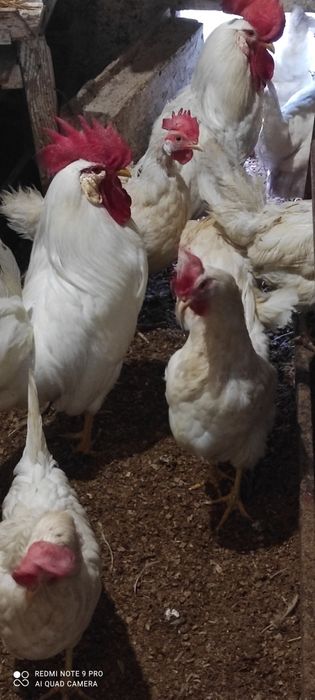 Продам курей несушек