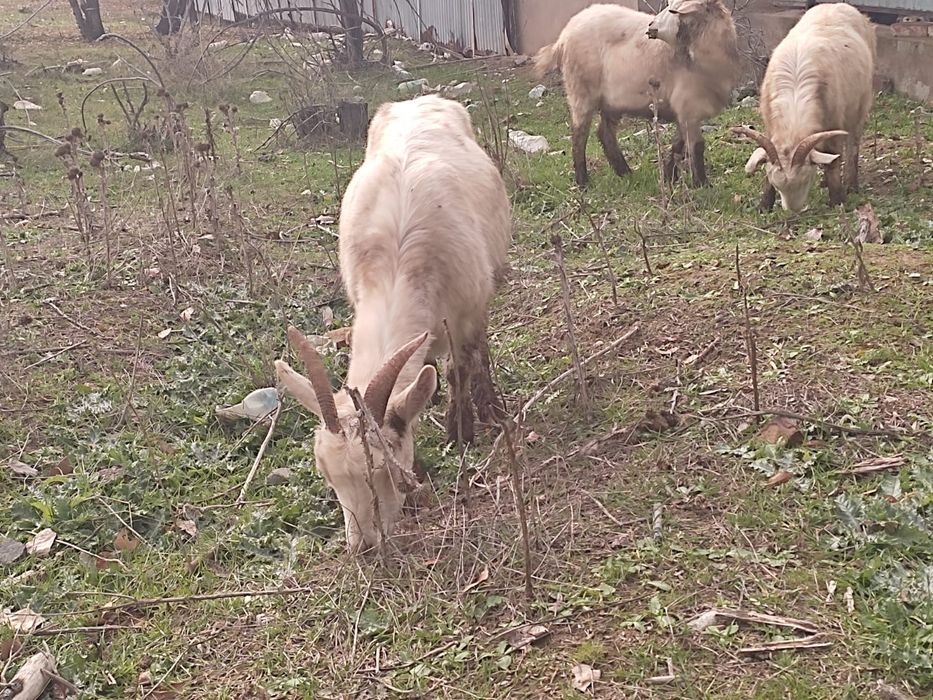 Продаю занейских коз и баранов.