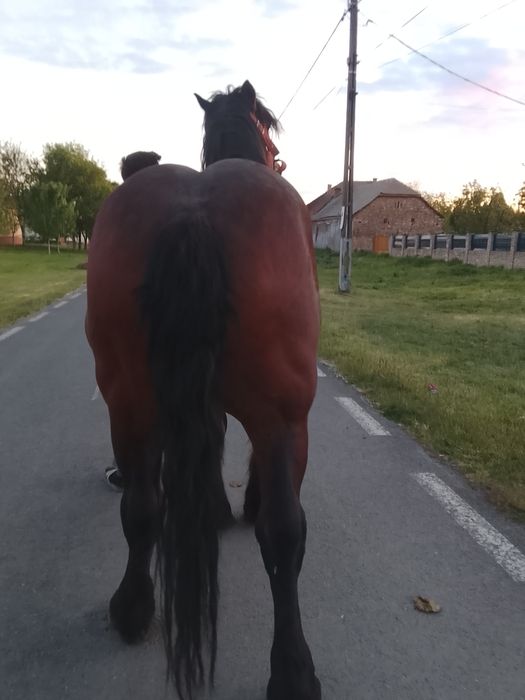 Vând sau schimb harmasar de 4 ani jumate