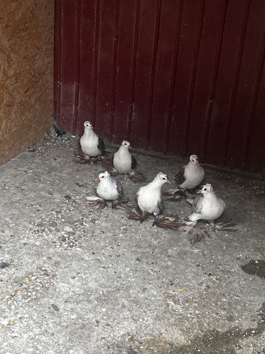 Vând păuni , fazani , gaini  moțate olandeze, sebright , porumbei