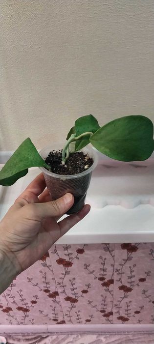 Продам цветок хойя разных сортов.