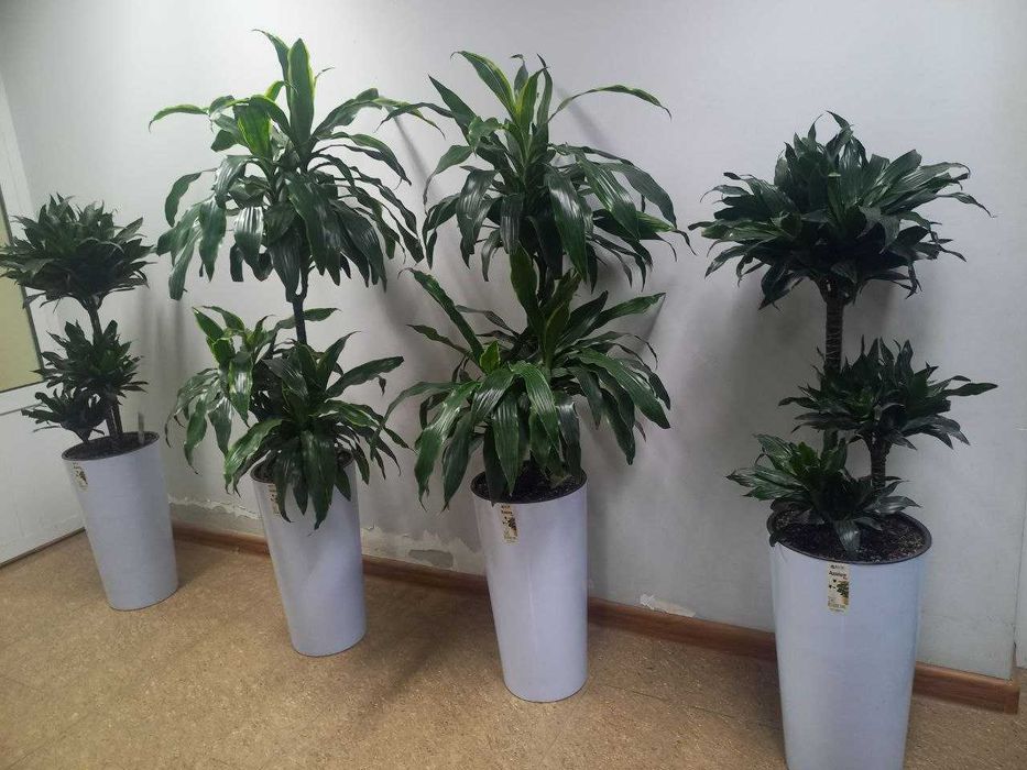 Цветочные горшки | Гул учун туваклар | Кашпо