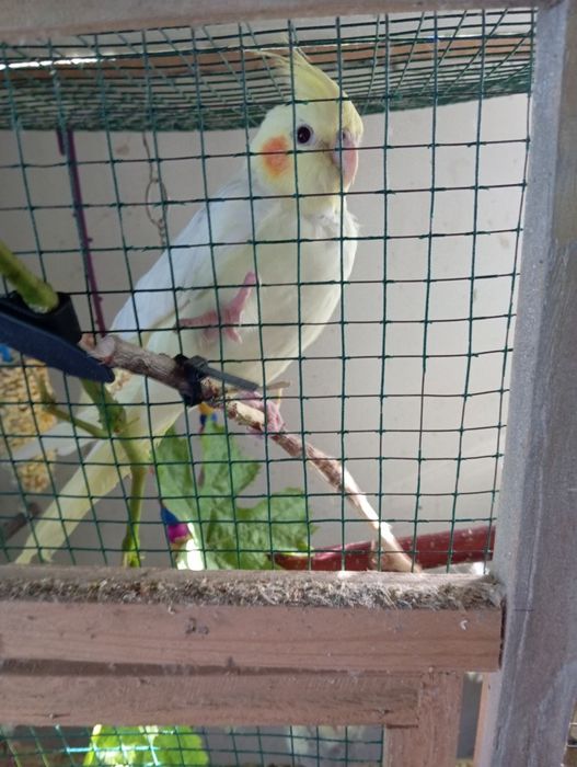 Попугай Кралла. Молодняк