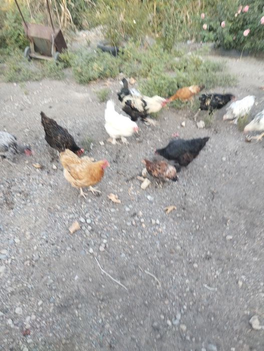 Куры домашние цветные