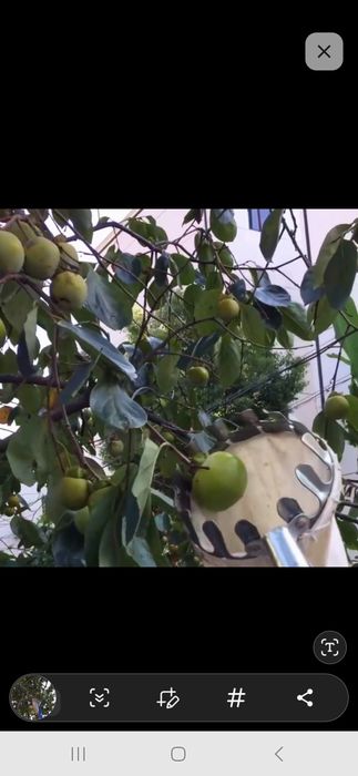 Фруктовый плодосборник