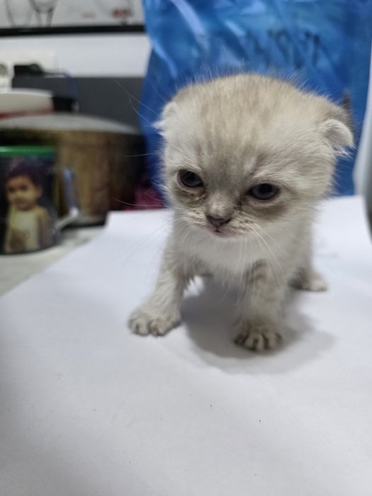 Котята Scottish Fold + British Chinchilla