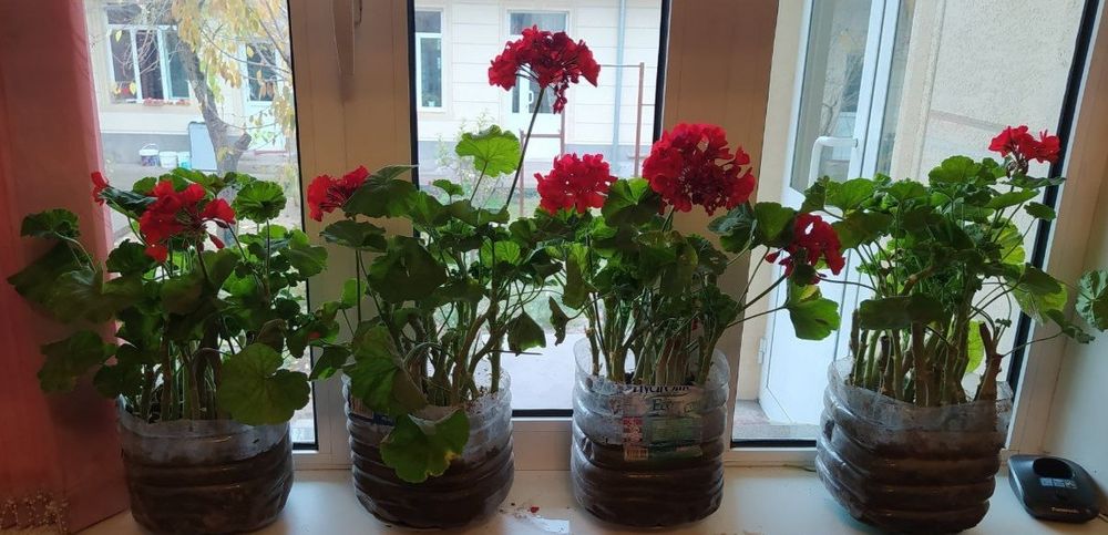 Пеларгония герань. Геран сотилади жудда чиройли.