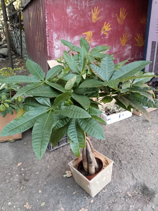 Лирата, Мокламе, Шефлера