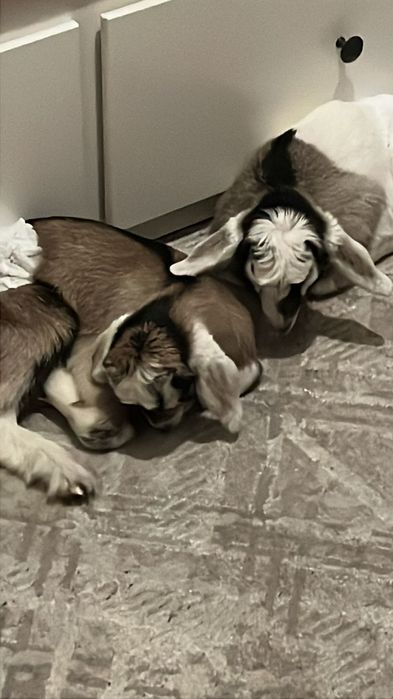 Козочки альпо/англонубийские