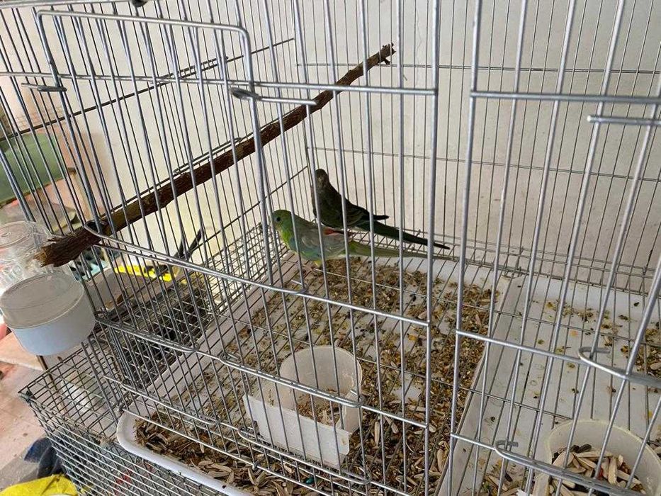 Попугаи певчие, две пары