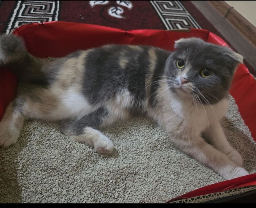 Ismi Nora aqlli mushukcha