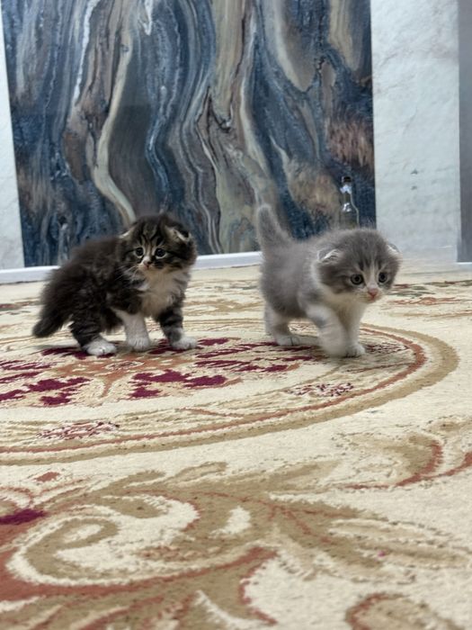 Продаются котята