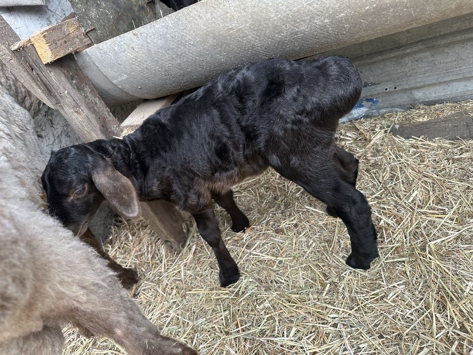 Овца с ягнёнком едилбай