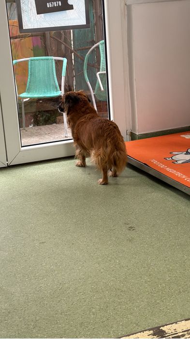Urgent adoptie femela talie mica