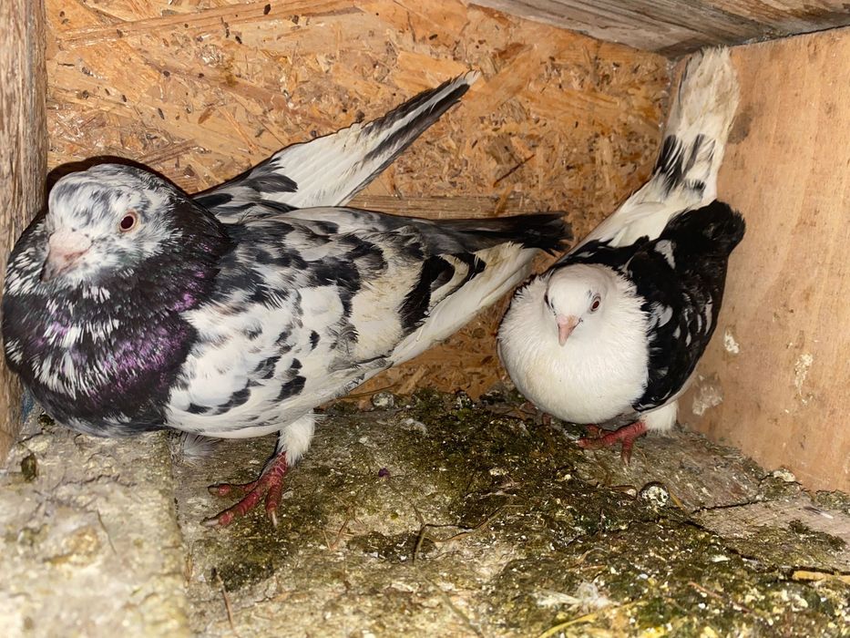 Vand porumbei diferite rase