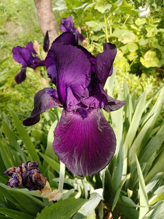 Ирисы красивые высокие