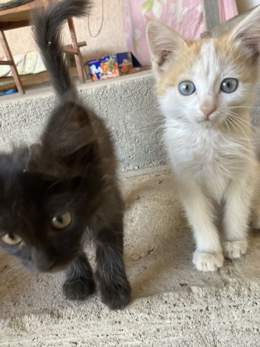 Отдам котят в хорошие руки