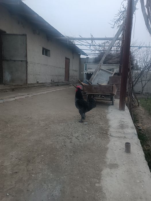 Брама Хуроз катта сотилади 3 кг Юки бор 2 ешар  еб ичишига Муаммо ек