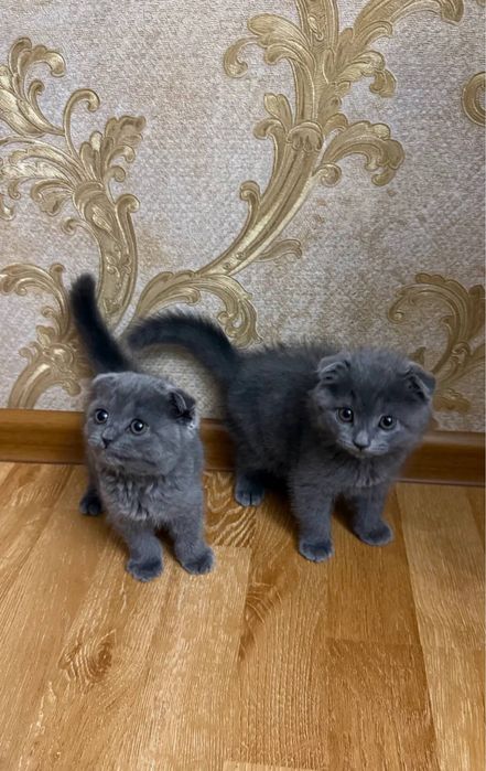 Mushuklar Scottish Fold