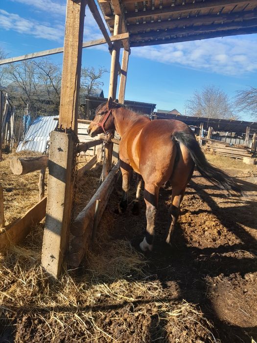 Vând o iapa ai un armăsar de doi ani