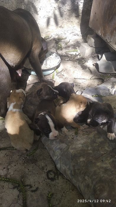 Продаются щенки породы питстафф