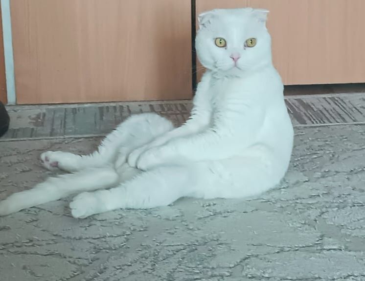 Кот Снежок ищет подругу